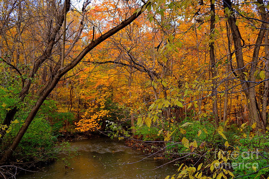 Cool Creek in Fall Photograph by Amy Lucid