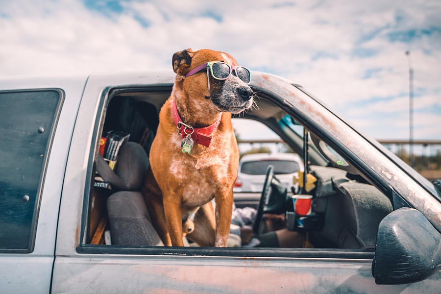 Cool dog with sunglasses enjoying pick-up ride on american highway Photograph by Mlenny