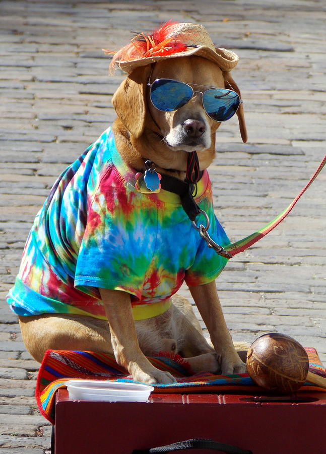 Cool Dude Dog 1 Photograph by Sheri McLeroy