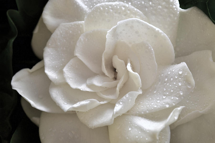 Nature Photograph - Cool Gardenia by Terence Davis