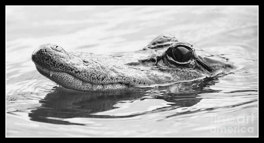 Cool Gator - Black and White Photograph by Carol Groenen