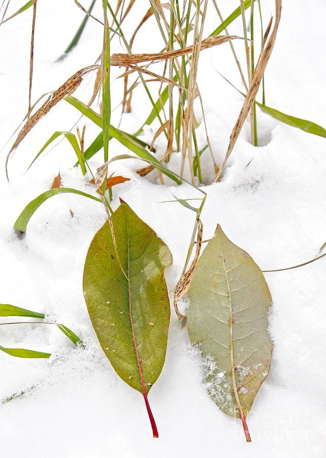 Winter Photograph - Cool Green Pair by Diane Stresing