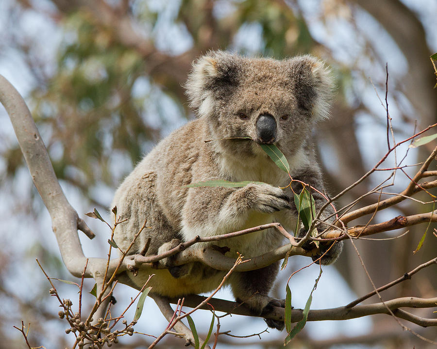 Cool Koala Photograph by Phil Stone