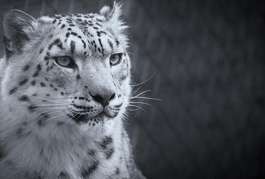 Cool Leopard Photograph by Chris Boulton