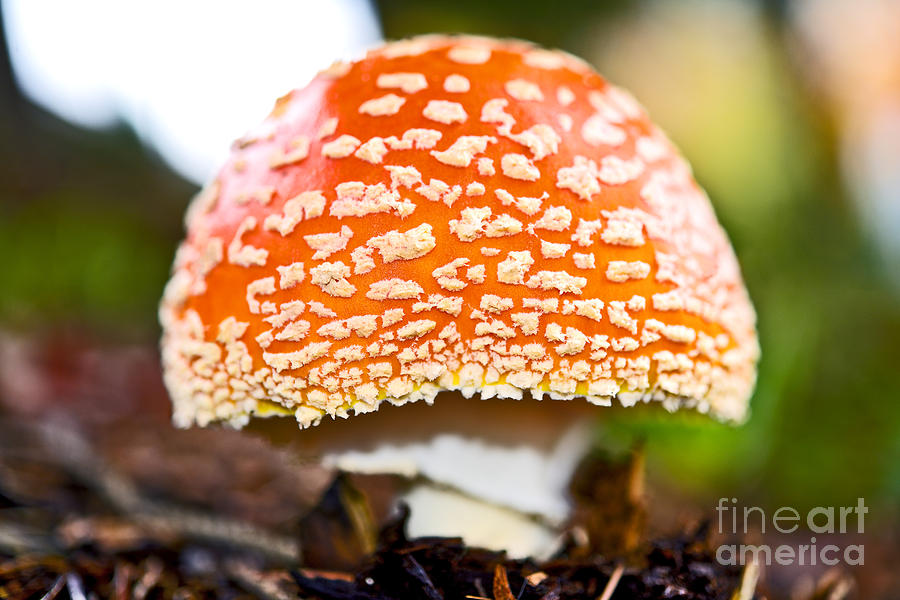 Cool Looking Amanita Mushroom Photograph by Terry Elniski