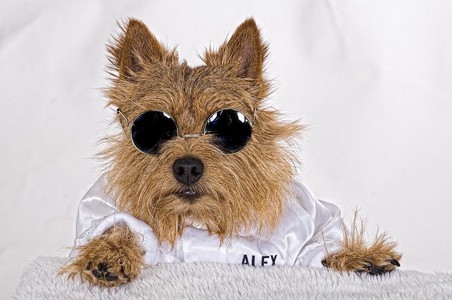Cool Norwich Terrier in Glasses Photograph by Susan Stone