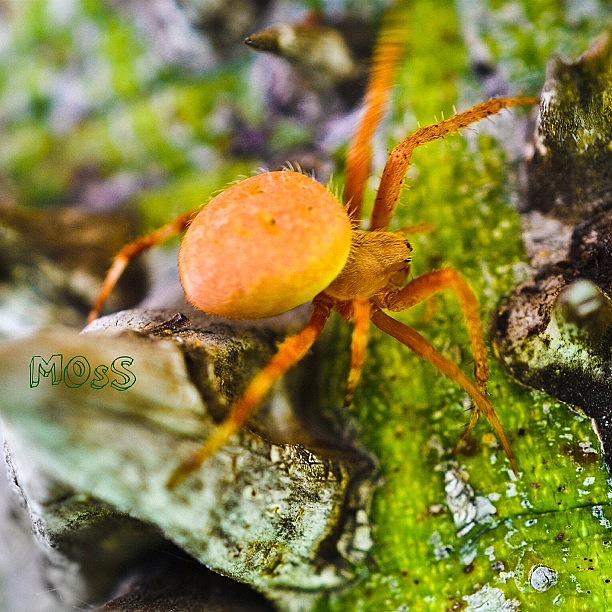 Cool Orange Spider At The South Coast Photograph by Timmy Yang