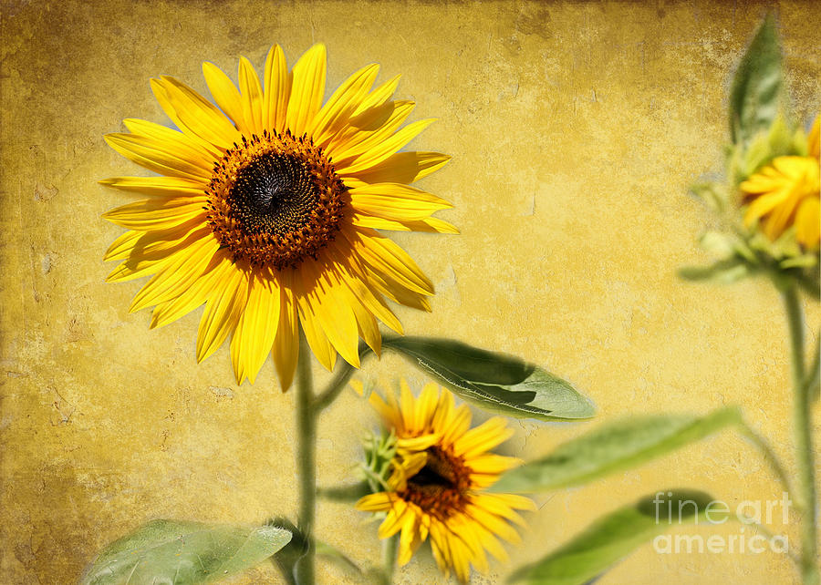 Cool Photograph - Cool Sunflowers by Sabrina L Ryan