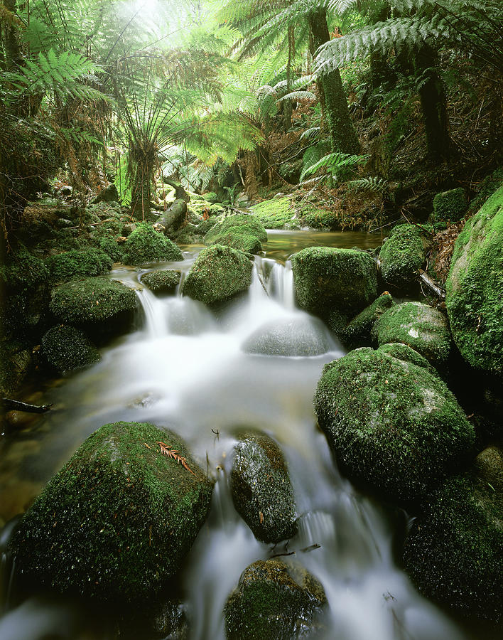 Cool Temperate Rainforest Stream, Blue by Rob Blakers