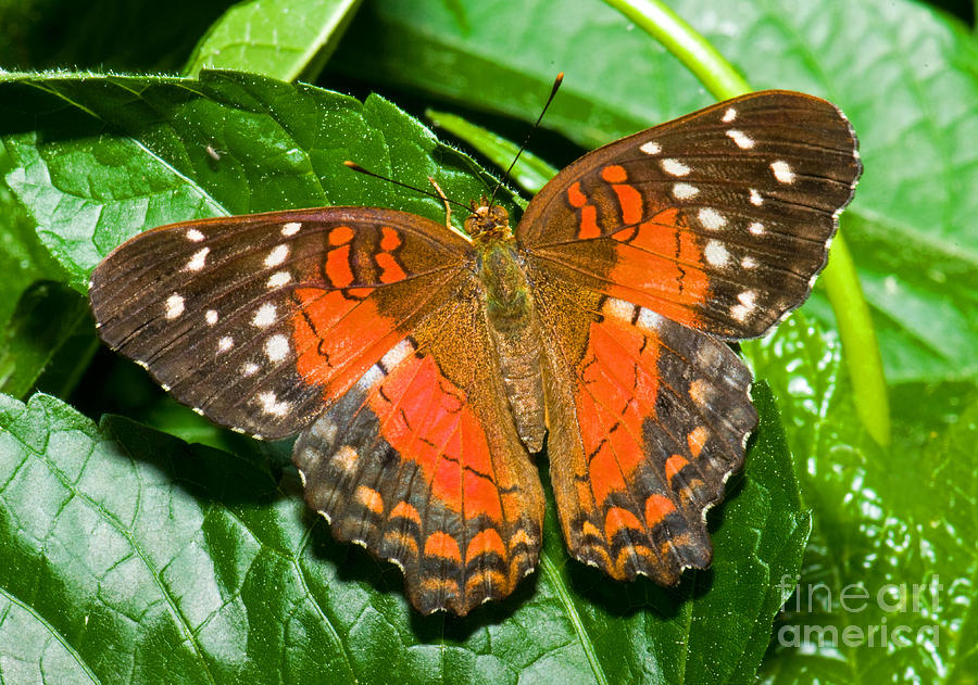 Nature Photograph - Coolie Butterfly by Millard H. Sharp