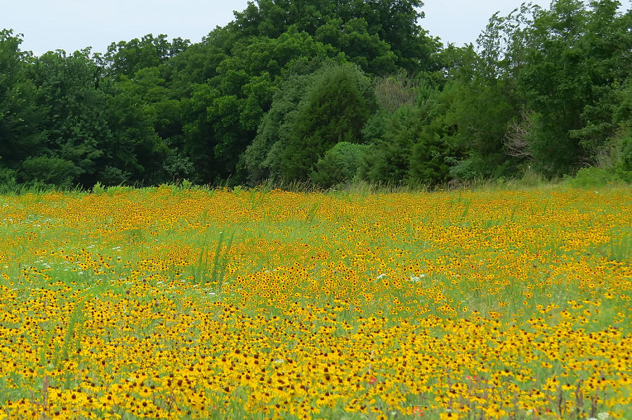 Coon Creek Road Summer 2014 Photograph by Carolyn Fletcher Fine Art