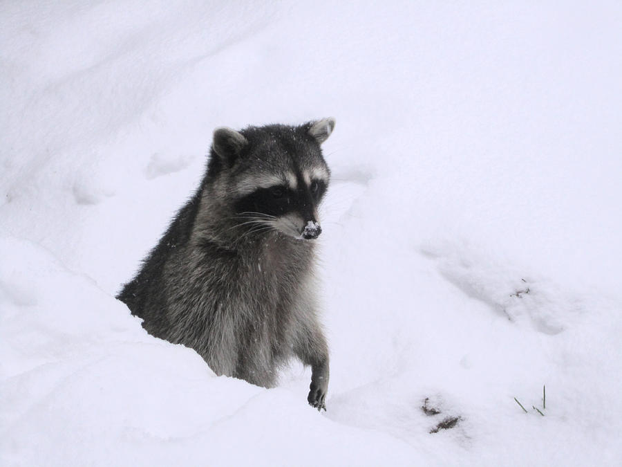 Coon Needs Snowshoes Photograph by Kym Backland