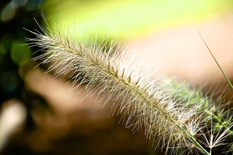 Nature Photograph - Coon Tail by Norma Brock