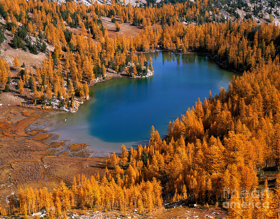 Fall Photograph - Cooney Lake Surrounded By Larch Trees by Tracy Knauer