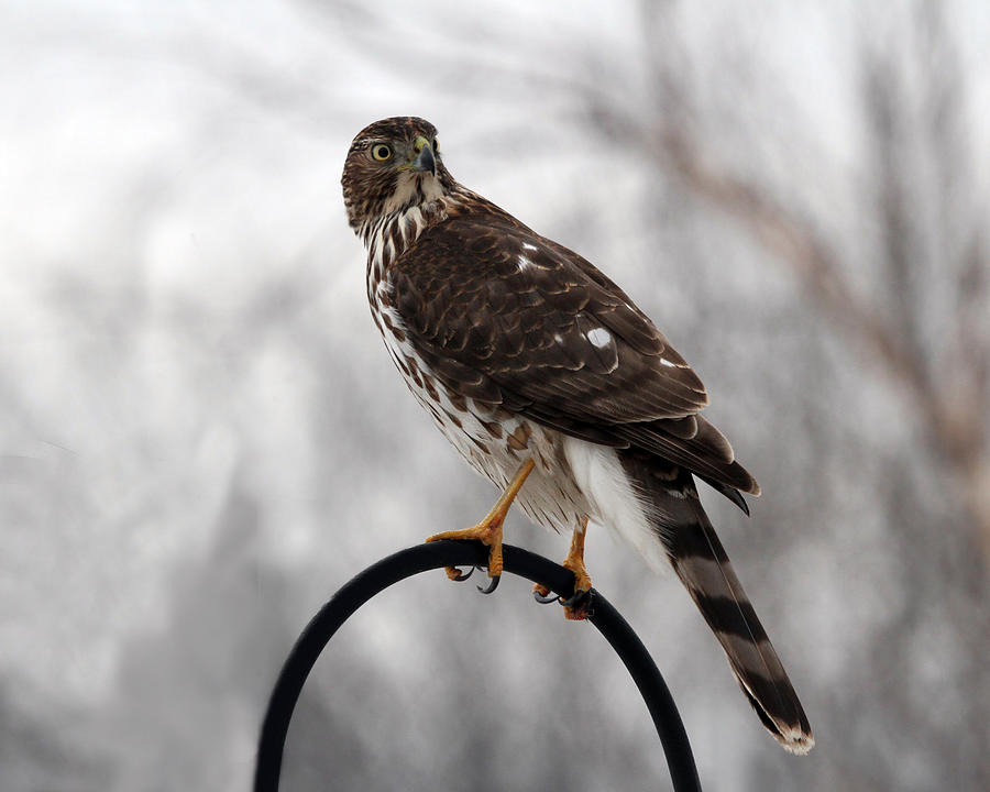 Coopers Hawk Photograph by Jackson Pearson