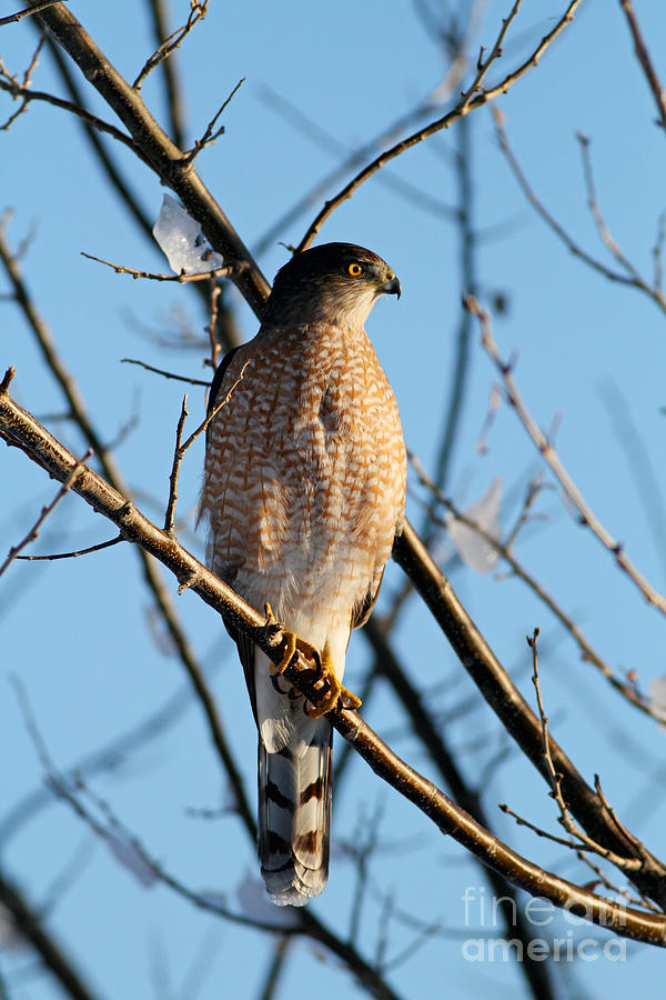 Coopers Hawk 021013 Photograph by Gene Marchand Coopers Hawk 021013 Photograph by Gene Marchand