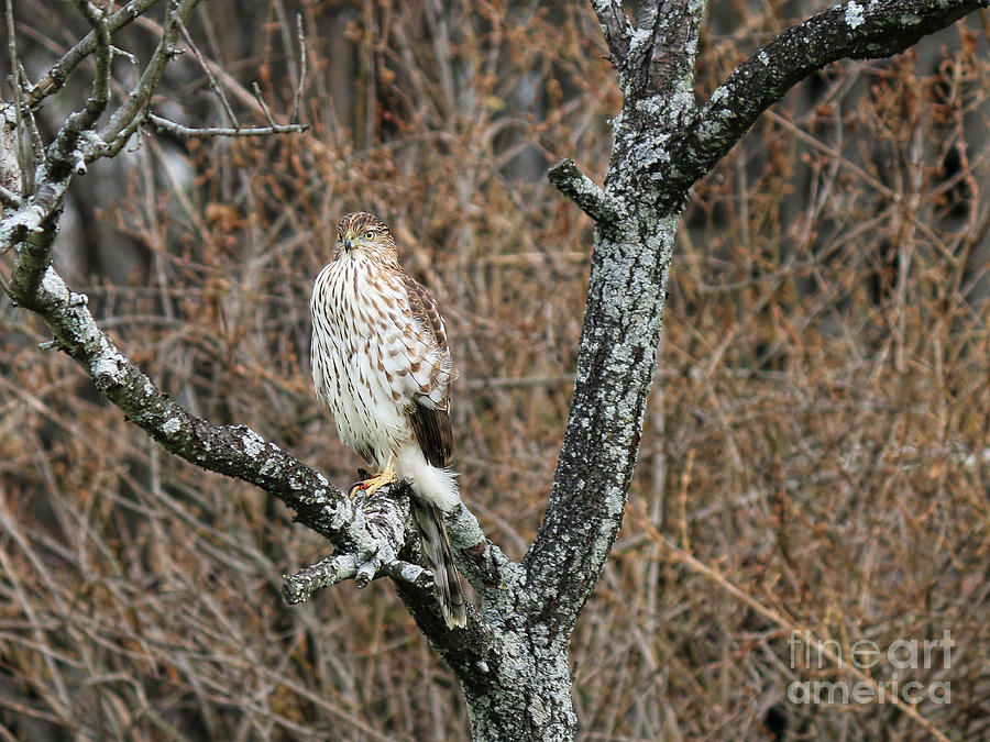 Coopers Hawk 0741 Photograph by Jack Schultz