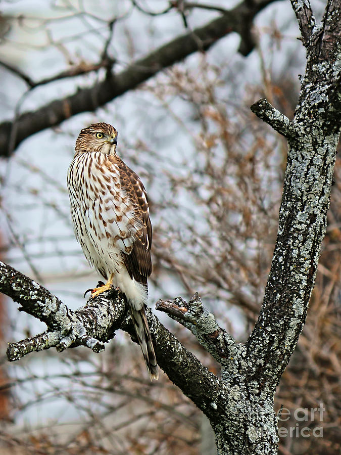 Coopers Hawk 0748 Photograph by Jack Schultz