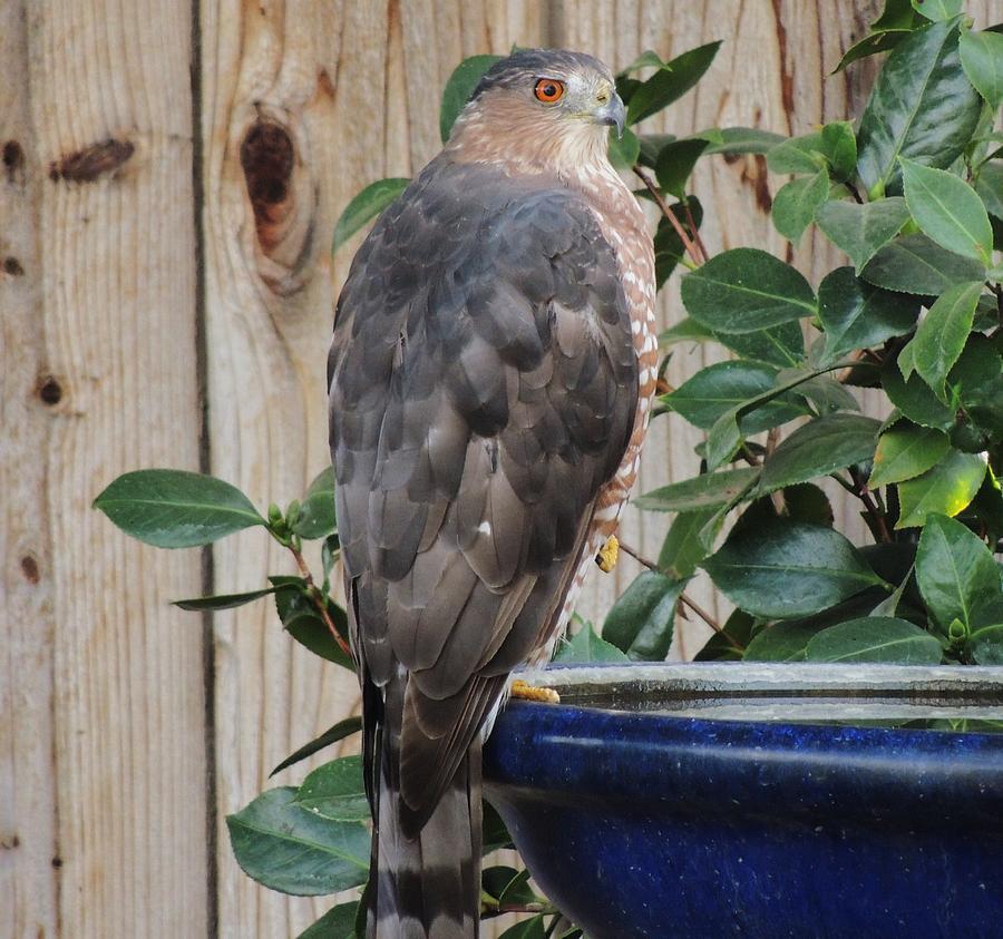 Coopers Hawk 1 Photograph by Helen Carson