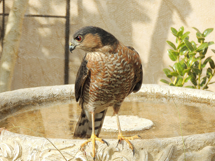 Coopers Hawk at the Bird Bath Photograph by Jayne Wilson