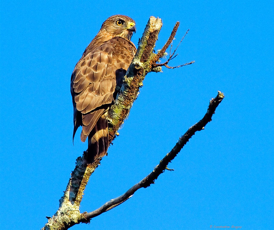 Coopers Hawk At The Top Photograph by Constantine Gregory