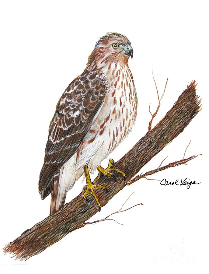 Red Tail Hawk isolated on white background 1503930 Vector Art at Vecteezy