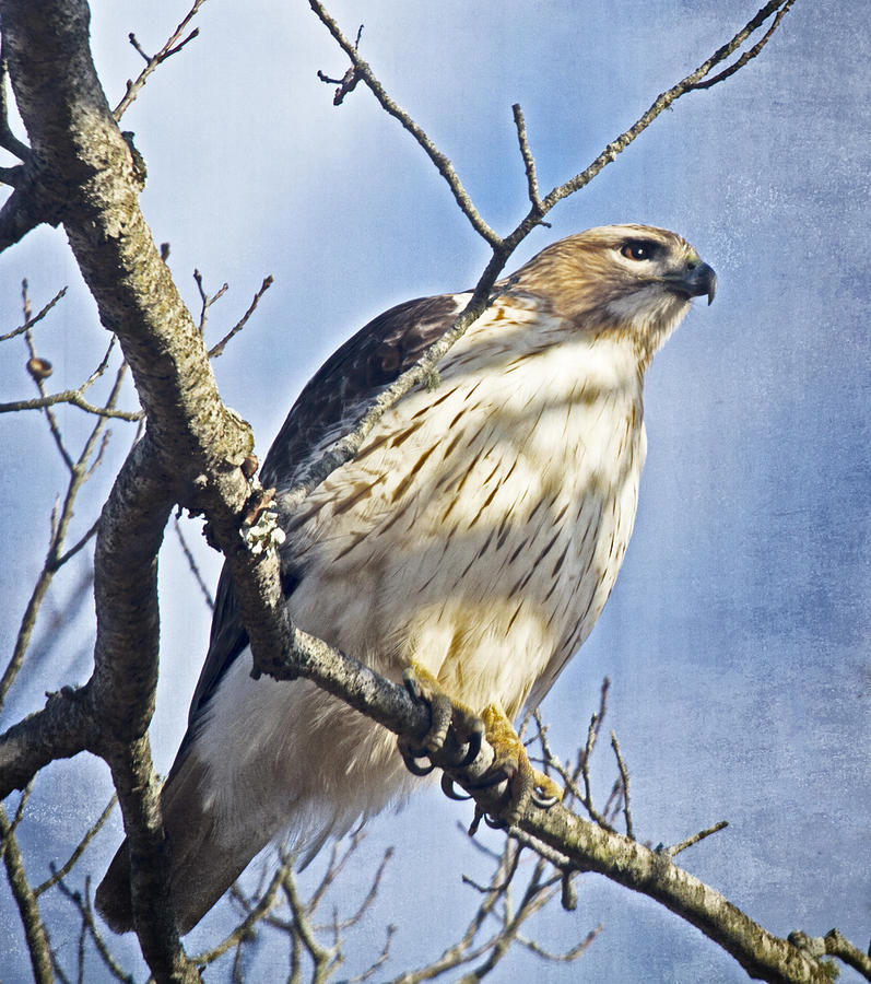 Coopers Hawk Photograph by Constantine Gregory