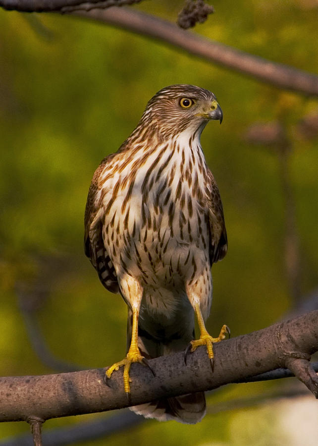 Coopers Hawk Photograph by David Armstrong