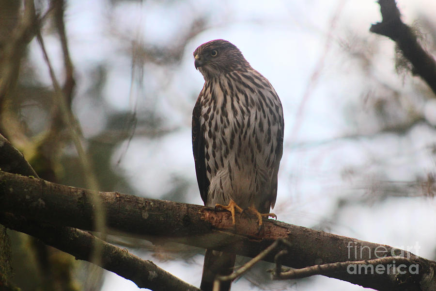 Animal Photograph - Coopers  Hawk Dines Here by Kym Backland