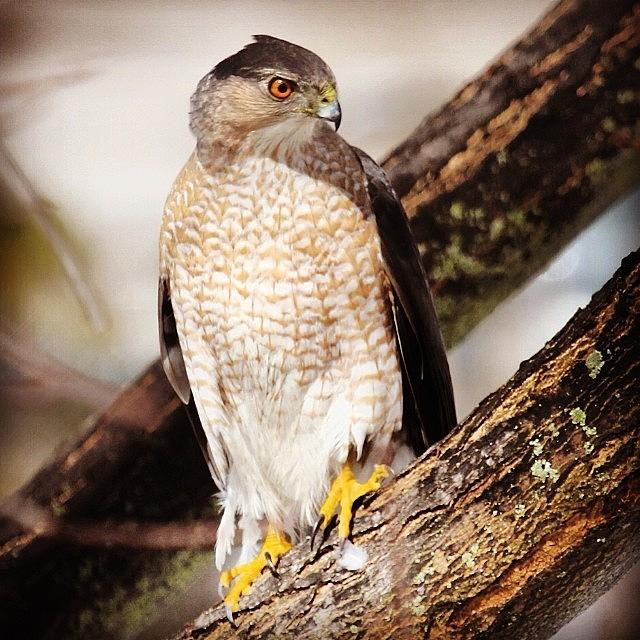 Wildlife Photograph - Coopers Hawk #hawk #longisland by Lisa Thomas