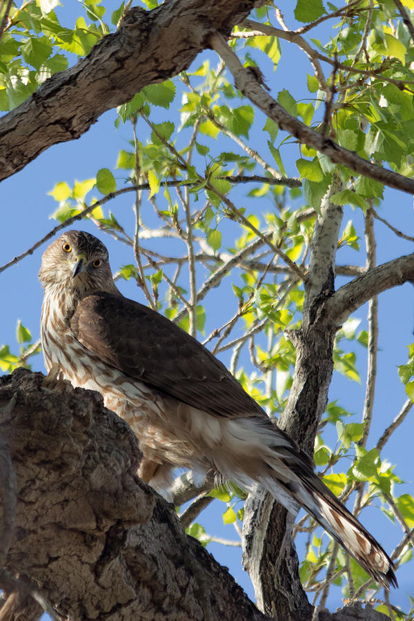 Coopers Hawk in a Cottonwood Photograph by Kathleen Bishop