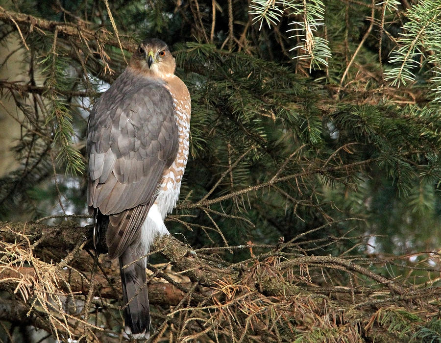 Coopers Hawk In Predator Mode Photograph by Debbie Oppermann