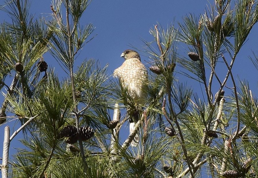 Coopers Hawk in Tree Photograph by Linda Brody
