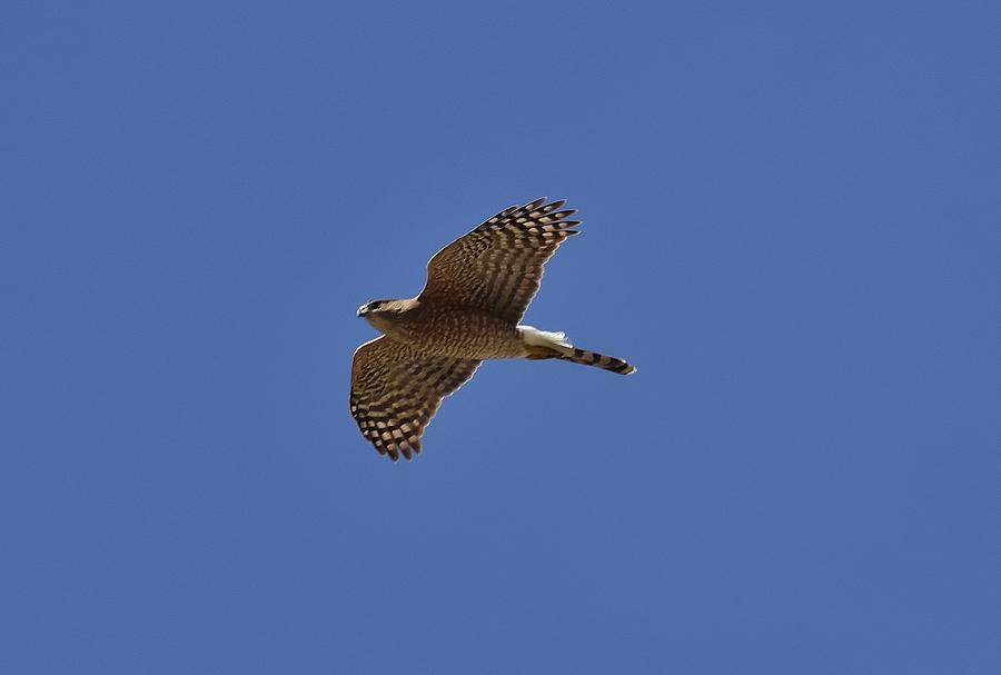Coopers Hawk Inflight Photograph by Linda Brody
