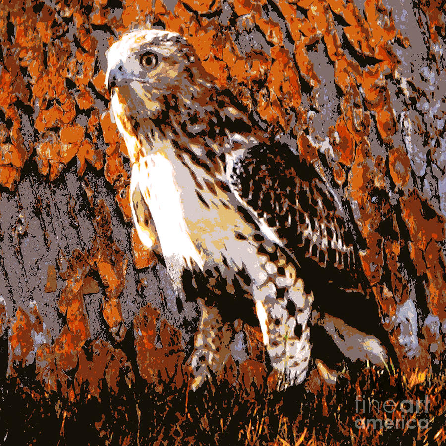 Hawk Photograph - Coopers Hawk by Judy Palkimas