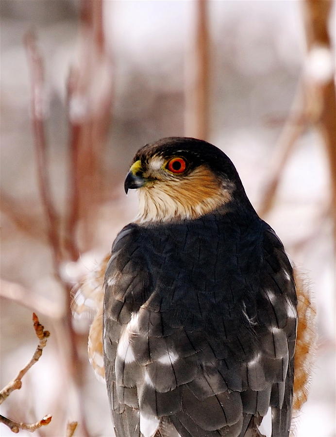 Cooper's Hawk Photograph by Kelly Harrison - Pixels