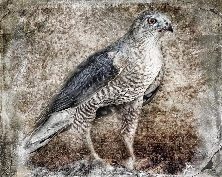 Coopers Hawk Photograph by Melissa Bittinger