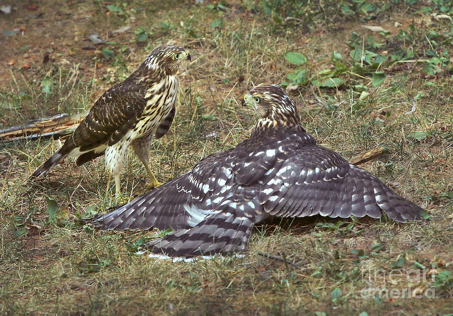 Coopers Hawk Pair Photograph by Clare VanderVeen