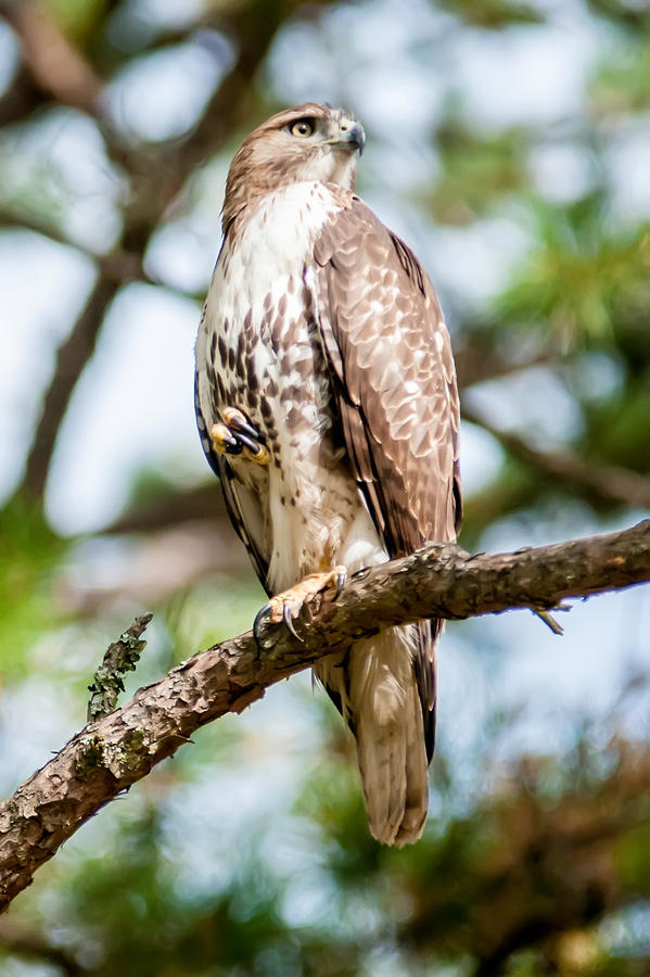 Coopers Hawk Perched On Tree Watching For Small Prey Photograph
