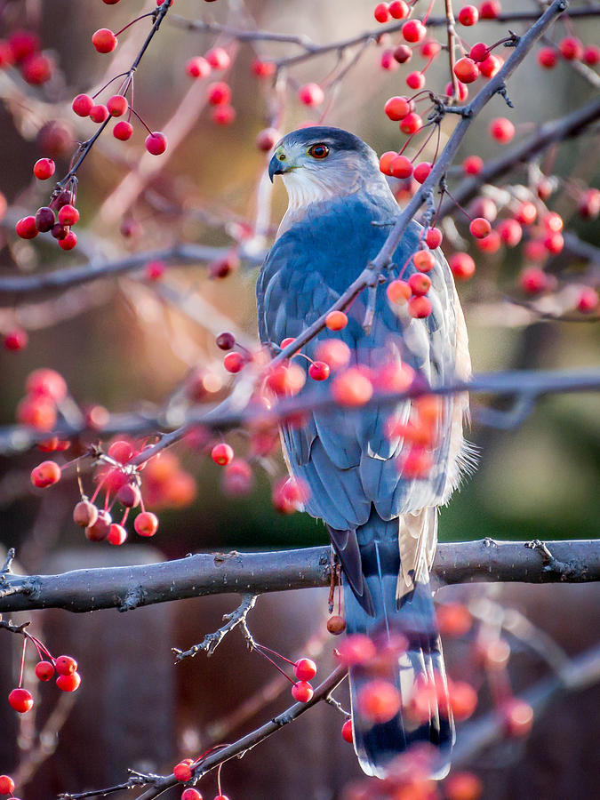Cooper's Hawk Photograph - Coopers Hawk by Robert Yone Cooper's Hawk Photograph - Coopers Hawk by Robert Yone