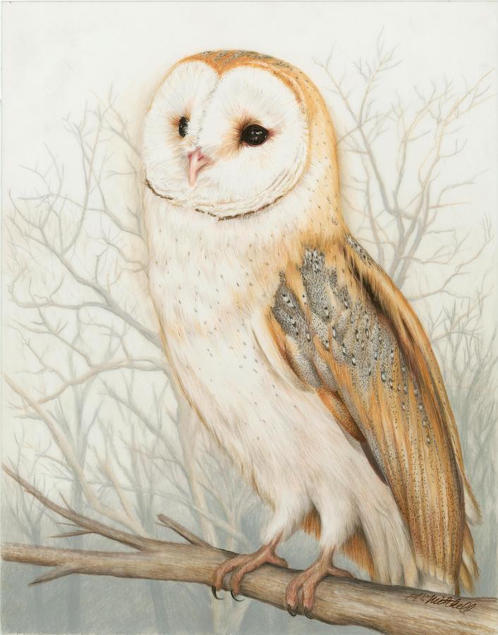 Coosa River Barn Owl Drawing by Heather Mitchell