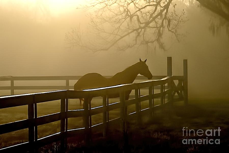 Coosaw Early Morning Mist Photograph by Scott Hansen