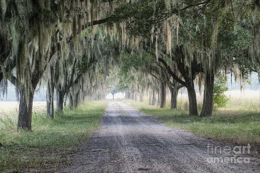 Coosaw fog Avenue of Oaks Photograph by Scott Hansen