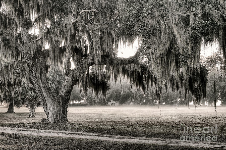 Coosaw - Split Oak Photograph by Scott Hansen