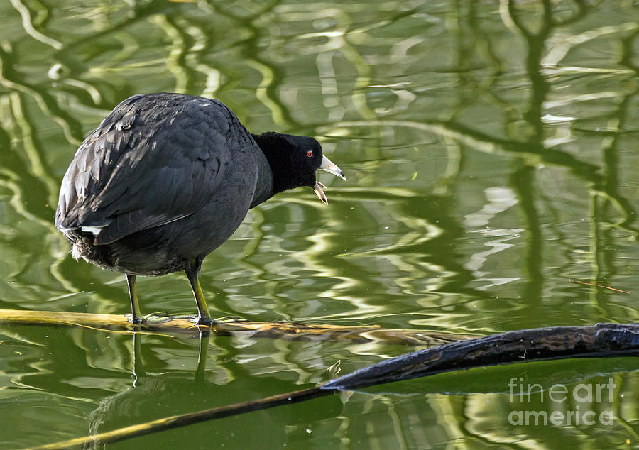 Coot Calling Photograph by Kate Brown
