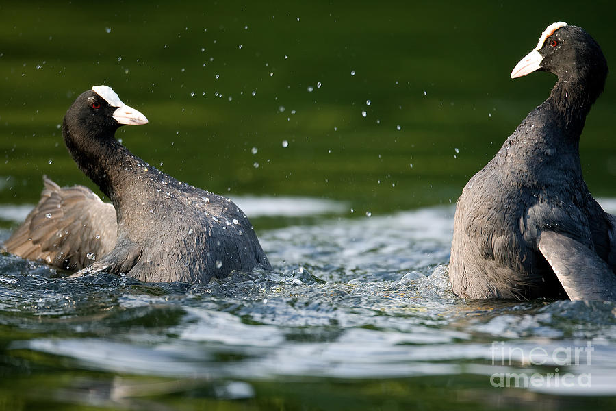 Coot Fight Photograph by Frank Derer