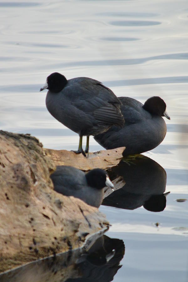 Nature Photograph - Coot Gathering  by Nicki Bennett