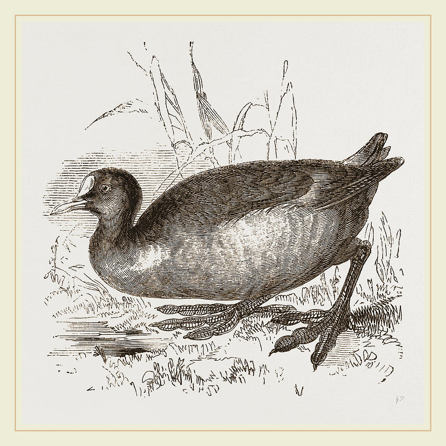 Coot Drawing by Litz Collection - Fine Art America