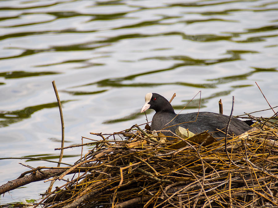 Coot on its Nest Photograph by Mark Llewellyn