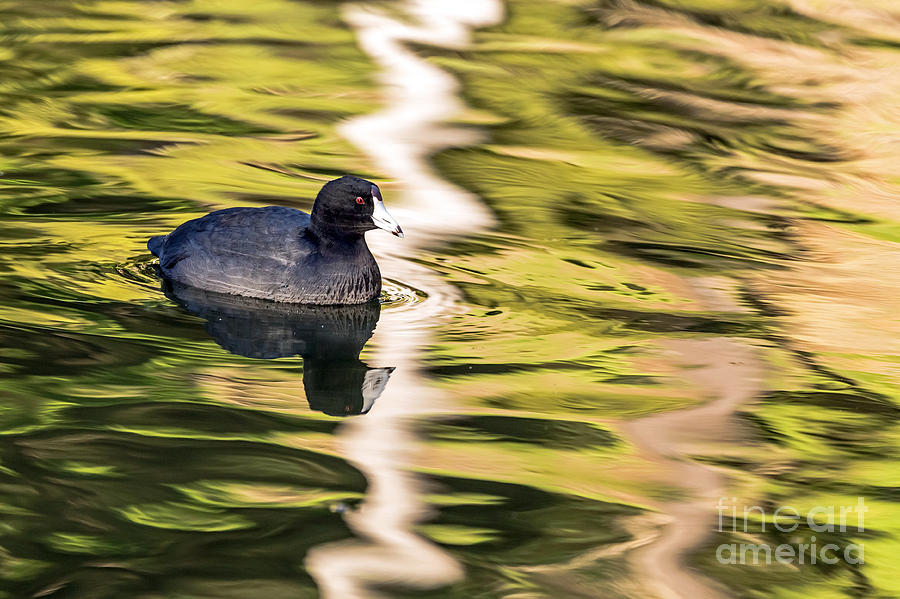 Coot Reflected Photograph by Kate Brown